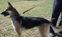 Sample 5 – German shepherd