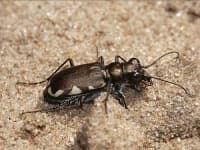Sample 5 – Tiger beetle