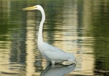 Sample 3 – American egret