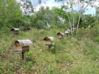 Sample 5 – Apiary