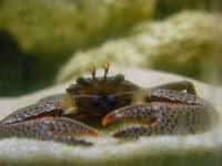 Sample 3 – Chiton