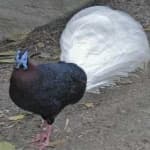 Sample 6 – Bulwers pheasant
