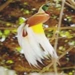 Sample 14 – Bird of paradise bird
