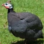 Sample 3 – Guineafowl