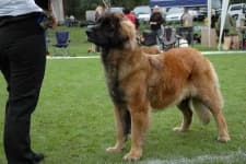 Sample of Leonberger