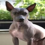 Sample 1 – American hairless