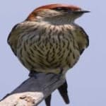 Sample 3 – Stripped swallow