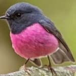 Sample 4 – Pink robin