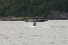 Sample 1 – Whale