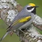 Sample 3 – Gold wing warbler