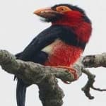 Sample 1 – Bearded barbet