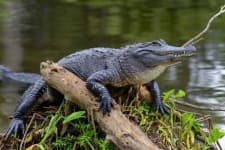Sample 6 – Swamp