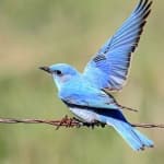 Sample 2 – Bluebird