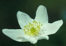 Sample 2 – Windflower