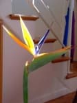 Bird of paradise flower image dataset preview