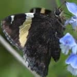 Sample 24 – Banded butterfly