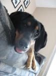 Sample 5 – Black and tan coonhound