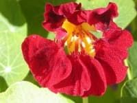 Sample 4 – Watercress
