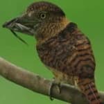 Sample 6 – Barred puffbird