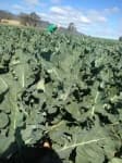 Sample 4 – Damage to cabbage leaves