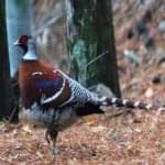 Sample 9 – Elliots pheasant