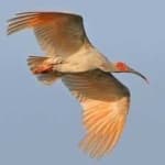 Sample 5 – Asian crested ibis