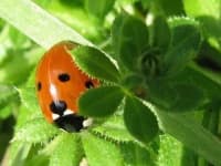 Sample 1 – Ladybug