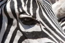 Sample 5 – Zebra