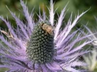 Sample 2 – Alpine sea holly