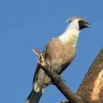 Sample of Go away bird