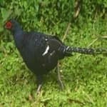 Sample 10 – Mikado pheasant