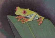Sample 1 – Tree frog