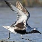 Sample 5 – Grey plover