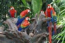 Sample 3 – Parrot