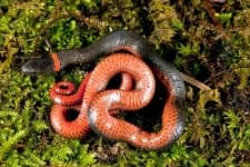 Sample 1 – Ringneck snake