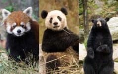 Sample 6 – Panda