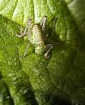 Sample 5 – Cricket