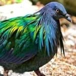 Sample 1 – Nicobar pigeon