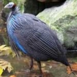 Sample 2 – Vulturine guineafowl