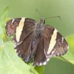 Sample 22 – Banded butterfly