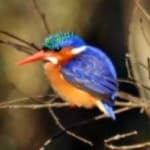 Sample 3 – Malachite kingfisher