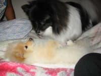 Sample 4 – Pomeranian