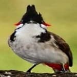 Sample 4 – Red wiskered bulbul
