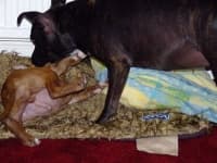 Sample 4 – Staffordshire bullterrier