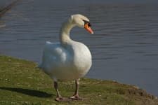 Sample 2 – Swan