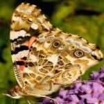 Sample 11 – Painted butterfly