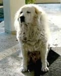 Sample 1 – Great pyrenees