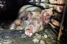 Sample 4 – Pig