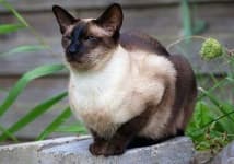 Sample 3 – Siamese