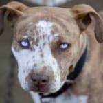 Sample 3 – Pit bull
